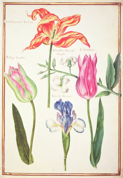 PD.109-1973.f35 Flower Studies：Tulips and Blue Iris（wc on vellum） 作： Nicolas Robert